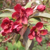 供應紅寶石海棠