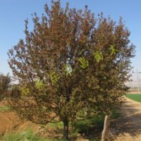 供應北美海棠工程苗