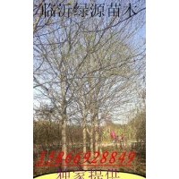 皂角樹，皂角種子，皂角小苗