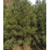 供應優(yōu)質(zhì)油松 油松價格 山西絳縣泰綠苗木基地