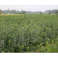 石家莊賈林苗木基地供應(yīng)衛(wèi)矛