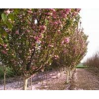 石家莊佳霖苗木基地玉蘭 雪松 油松 櫻花 西府海棠 金葉女貞 紅葉