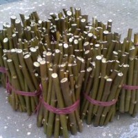 2014年最新8公分速生法桐種植方法