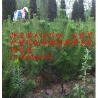 直銷1米黑松1米油松1米側(cè)柏苗