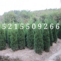 安徽蜀檜龍柏成昊苗木