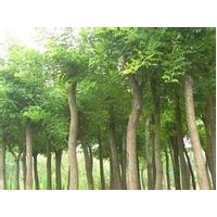 供應(yīng)10公分杜仲價(jià)格.15公分杜仲價(jià)格