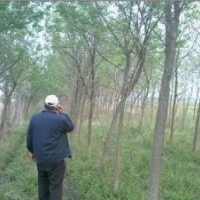 嫁植20公分杜仲價格.30公分杜仲價格