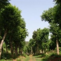 樸樹基地移植樸樹報(bào)價(jià)南京樸樹基地