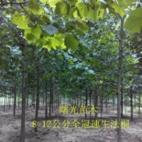 專供8公分 9公分 10公分全冠速生法桐 造型法桐價(jià)格