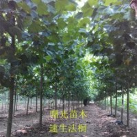 供應(yīng)12公分全冠速生法桐 造型法桐 法桐種植技術(shù)