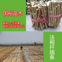 供應(yīng)山東菏澤2公分|3公分法桐小苗造型法桐最新技術(shù)培訓(xùn)