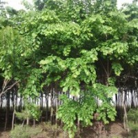 供應(yīng)喬木巨紫荊