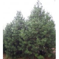 各種規(guī)格成品白皮松（2M往上）大量出售