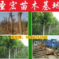 緊急處理河北廊坊13公分|15公分法桐2014年價(jià)格