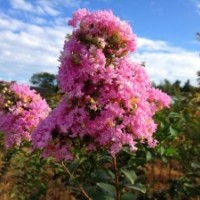 供應(yīng)湖南長沙3公分紫薇綠化苗