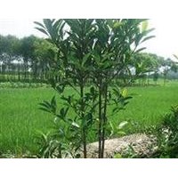 張家港黃氏法國(guó)冬青香櫞樹(shù)銷售基地