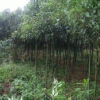 貴州貴陽(yáng)米徑5公分香樟