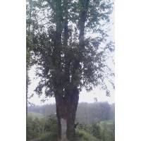 樸樹，香樟，三角楓 大紫薇盆景