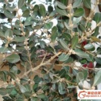 木瓜、馬靈光、小葉黃楊