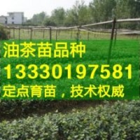 茶樹(shù)苗,霜降型油茶苗,三年生嫁接茶油苗