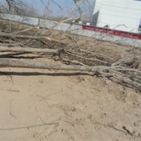 供應(yīng)6公分白蠟