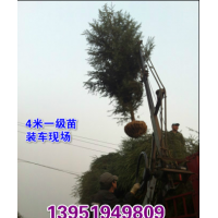 南京悠揚苗木合作社大型雪松基地