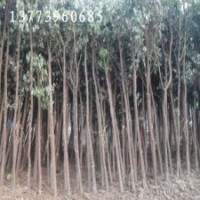 叢生紫薇價格/2公分紫薇價格/米經(jīng)5公分紫薇價格