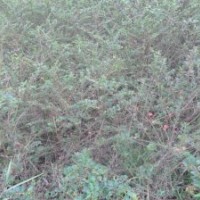 出售 平枝荀子 棣棠 紅王子錦帶