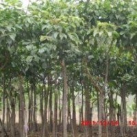 供應(yīng)重陽木價(jià)格8公分重陽木價(jià)格10公分重陽木價(jià)格