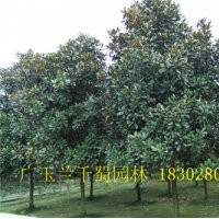 湖北廣玉蘭工程用苗，工廠綠化用苗廣玉蘭，廣玉蘭工程苗規(guī)格