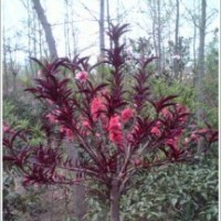 供應(yīng)優(yōu)質(zhì)碧桃