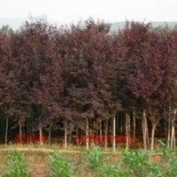 烏桕價格8公分烏桕價格10公分烏桕價格