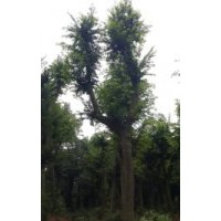 25公分櫸樹 30公分骨架櫸樹 湖南櫸樹價格