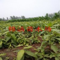 冬季黃花臘梅苗50厘米高臘梅小苗價(jià)格貨到付款銷售