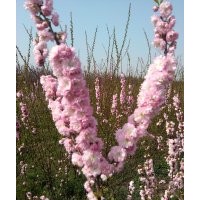 低價供應(yīng)榆葉梅樹苗