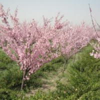 低價(jià)供應(yīng)美人梅樹(shù)苗
