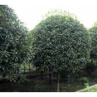 茶條槭，哈斯榆，樸樹，黃連木，皂角，蒙古櫟，國槐，紅葉李，桂