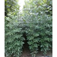 供應(yīng)法桐.白蠟.國(guó)槐.北欒小苗