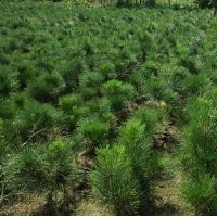 山西油松|山西各種規(guī)格油松供應(yīng)|大量油松小苗供應(yīng)|油松油松油松