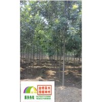 10、11、12公分二年帽白蠟