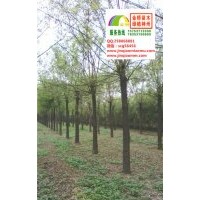 16、17公分二年帽國槐低價供應(yīng)