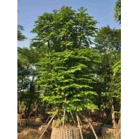 供應(yīng)：子母樹喬木、灌木、水生、藤本、竹類、棕櫚、袋苗地皮、球