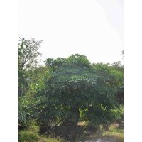 供應(yīng)：盆架子