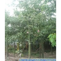 供應(yīng)：美麗異木棉