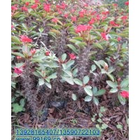 供應：勒海棠