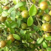 供應廣西柳州二年生高油豐產(chǎn)型軟枝油茶嫁接苗