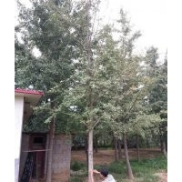 9公分銀杏樹，9公分銀杏樹價(jià)格