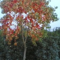 安徽烏桕產(chǎn)地報(bào)價(jià)烏桕現(xiàn)在價(jià)格行情