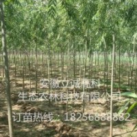 竹柳3號(hào)，美國(guó)竹柳，快繁苗，竹柳扦插