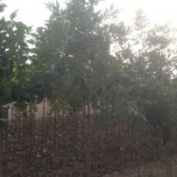 3公分大葉女貞苗木價(jià)格